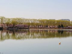 景点-大兴滨河森林公园