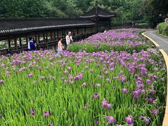 -龙头寺公园