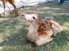 -北京鹿世界主题园