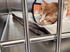 -艾贝尔宠物医院·24H转诊中心·肿瘤猫专科(江宁双龙店)