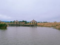 -哈素海