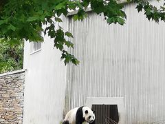 -卧龙中华大熊猫苑神树坪基地