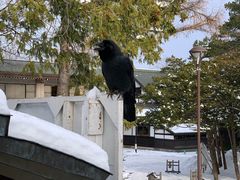 -北海道神宫