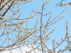 -广州市流溪河国家森林公园