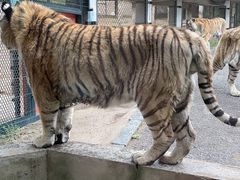 -大连森林动物园