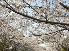 -高东镇樱花园