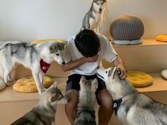 -Husky Go! 哈士奇体验馆·宠物咖啡厅狗咖