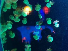 -太平洋海底世界