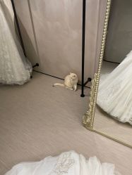 -B.Bridge Couture婚纱礼服(福田店)