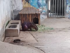 -石家庄市动物园