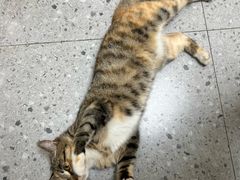 -嘉美宠物医院