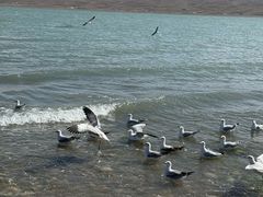 -青海湖国家重点风景名胜区