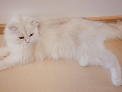-猫在这儿猫咪咖啡馆·撸猫馆