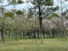 -风云岭森林公园