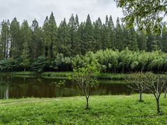 -黄海国家森林公园