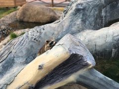 -灵玲国际马戏城