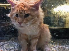 -more than meow吴止猫主题餐厅(承德 中船汇店)