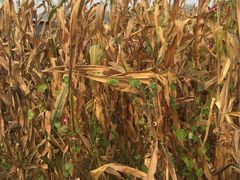 -北京东方普罗旺斯薰衣草庄园