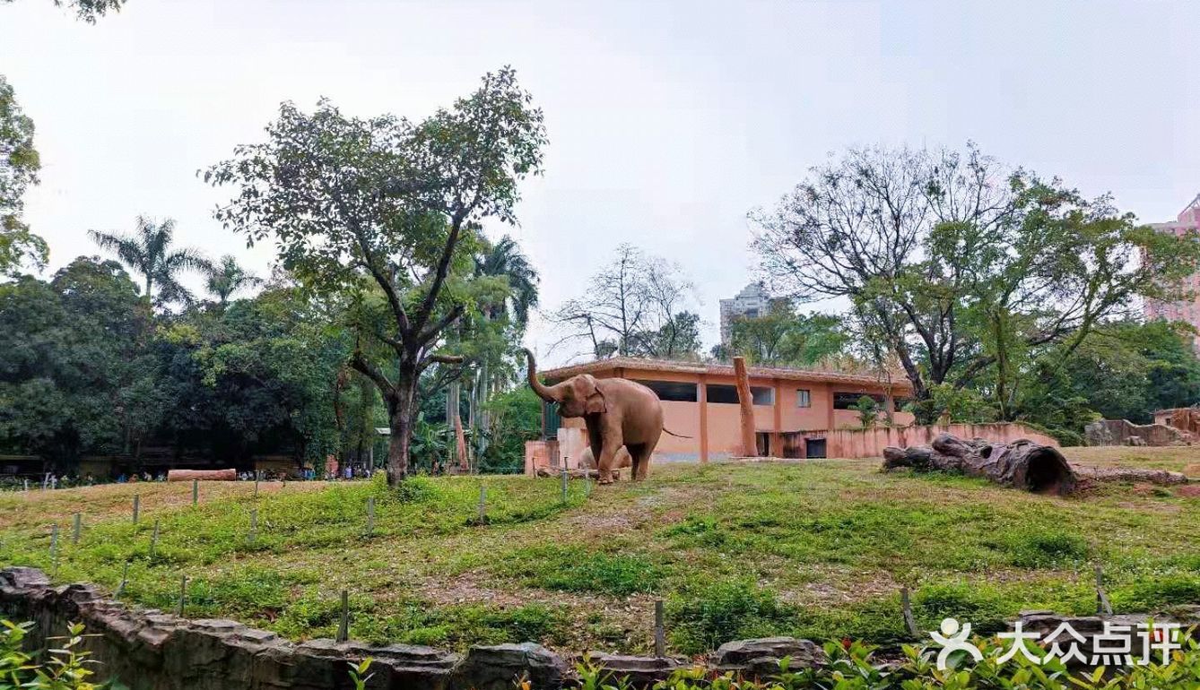 遛娃｜广州动物园20元的快乐