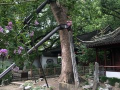 -上海醉白池公园