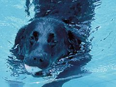 -帕帕拉兹宠物(亚洲旗舰店)