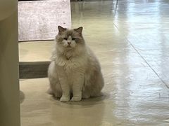 -藏猫猫咖啡主题馆(中央大道店)