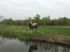 -溱湖国家湿地公园