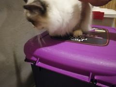 -猫色咖啡·猫咖