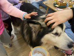 -李小姐の猫咖啡馆(五角场店)