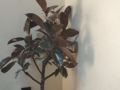 -奈诺甜品·生日蛋糕·下午茶(古城店)