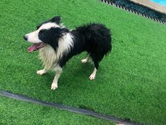 -汪说喵讲宠物乐园宠物酒店(红星美凯龙店)