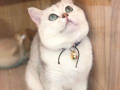-小呆的宠物店·宠物售卖·宠物寄养(城西店)
