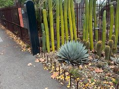 -墨尔本皇家植物园