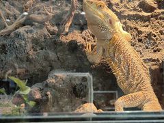 -酷以爬仙阁实体爬宠店·守宫·蜥蜴·专业繁育