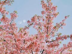 -顾村公园