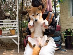 -喜柴咖啡·柴犬狗咖