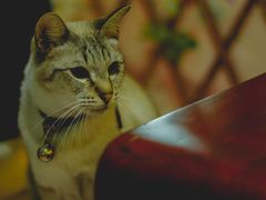 -李小姐の猫咖啡馆(五角场店)