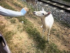 -秦皇岛野生动物园