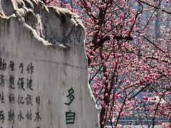 -望江楼公园