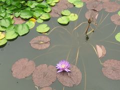 -国家植物园南园