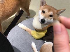 -逗柴咖啡屋·狗咖猫咖宠物桌游