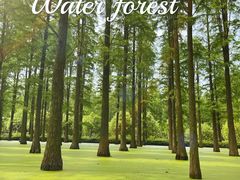 -渌洋湖湿地公园