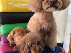 -沐沐家宠物(成寿寺店)