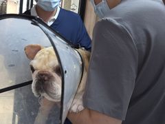 -北京派仕佳德动物医院·超导核磁·CT·神经科·骨科·内外科·急重症管理中心