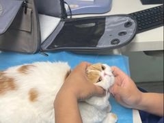 -达爱动物医院·犬猫分区·CT·复杂眼科(远洋山水分院)