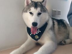 -Husky Go! 哈士奇体验馆·宠物咖啡厅狗咖