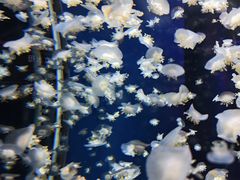 -太平洋海底世界