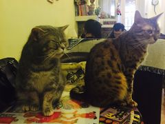 -猫色咖啡·猫咖