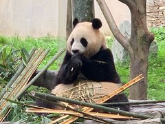 -卧龙中华大熊猫苑神树坪基地