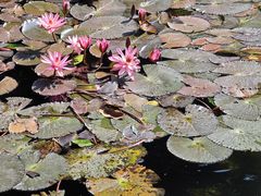 -荔湾湖公园